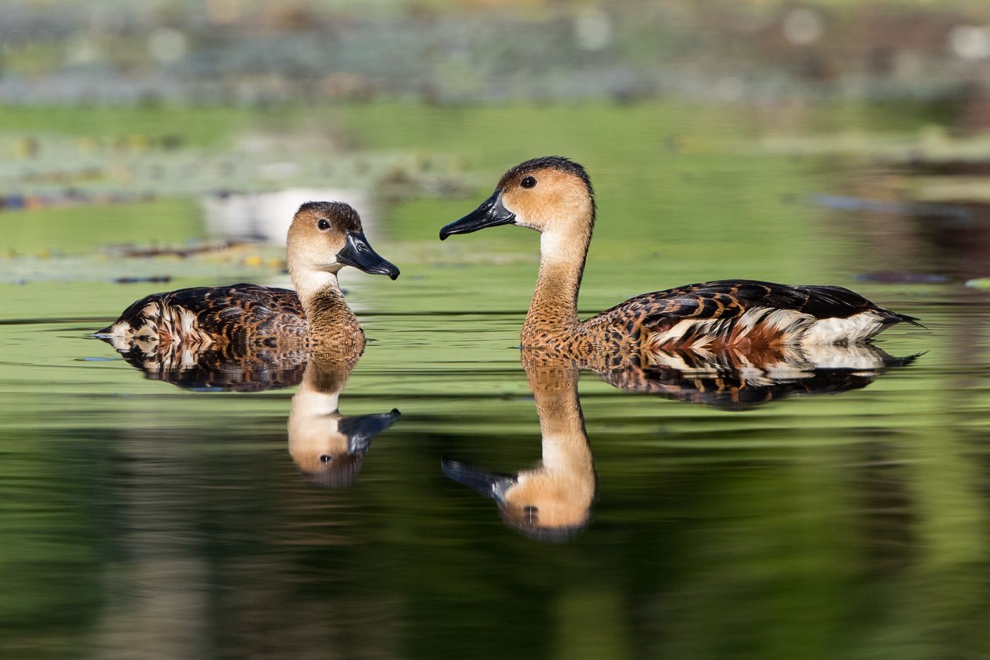 Wandering Whistling-Duck (Image ID 29754)