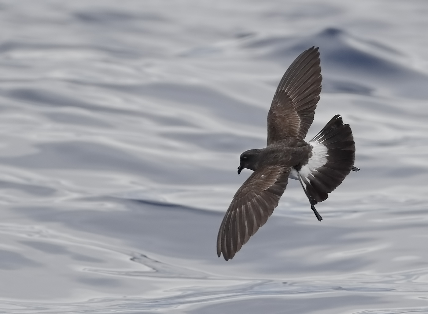 White-bellied Storm-Petrel (Image ID 29910)