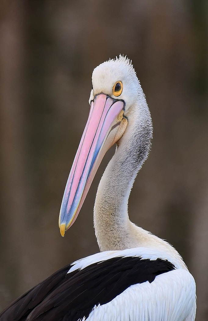Australian Pelican (Image ID 30379)