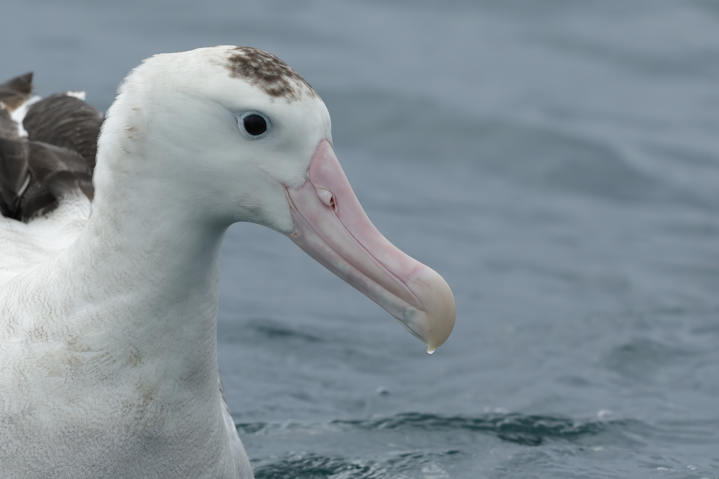 Wandering Albatross (Image ID 30536)