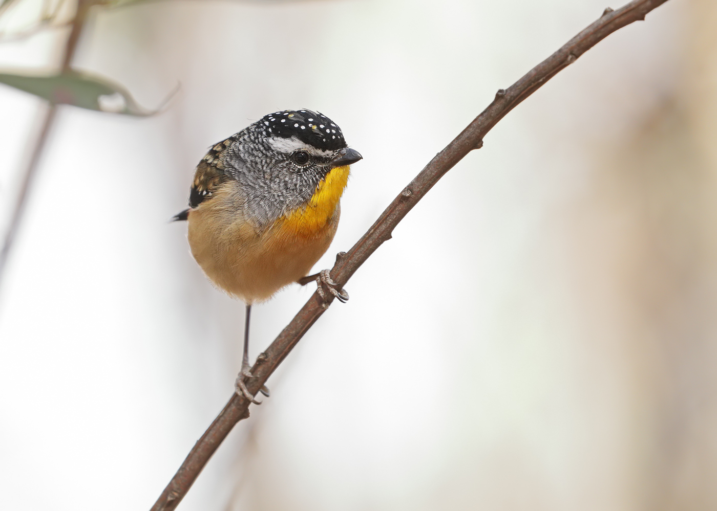 Spotted Pardalote (Image ID 30752)