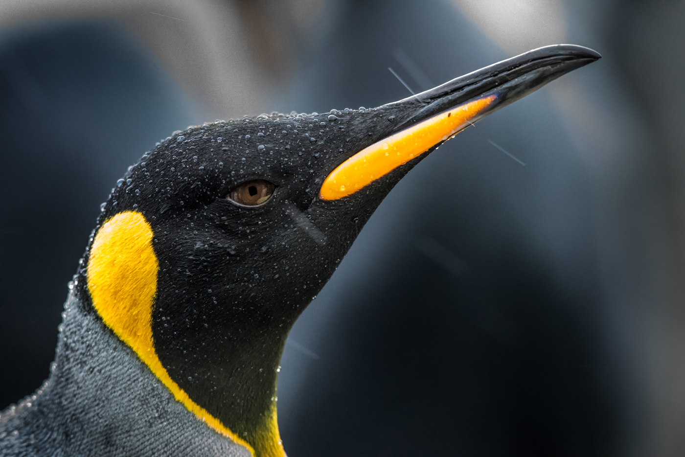 King Penguin (Image ID 30604)