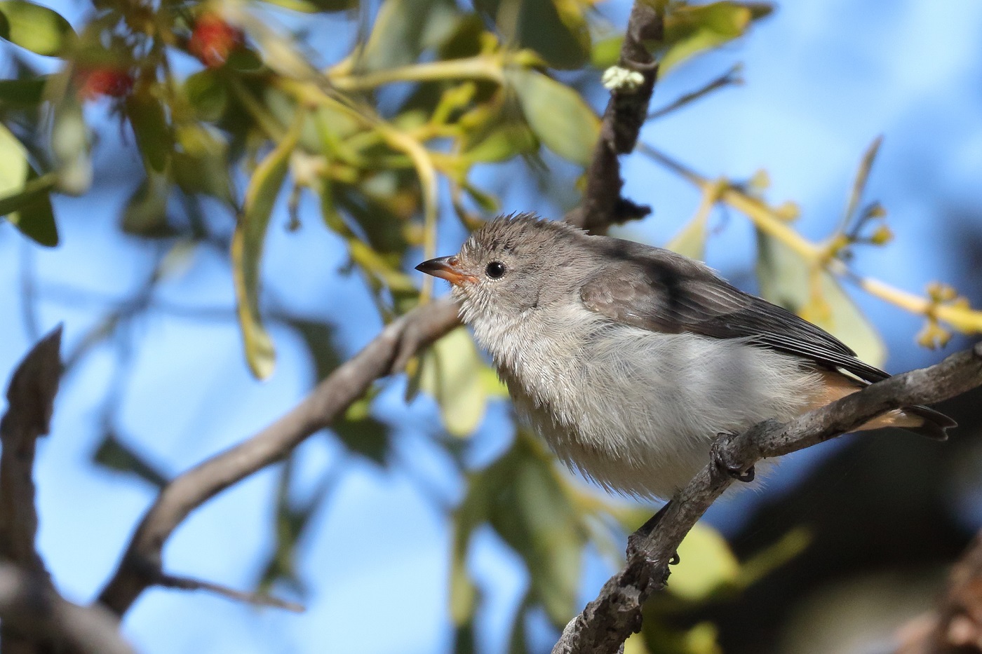 Mistletoebird (Image ID 31000)