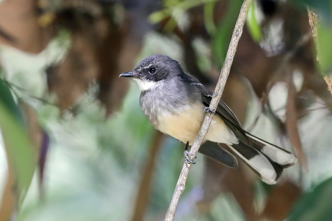 Northern Fantail (Image ID 31530)