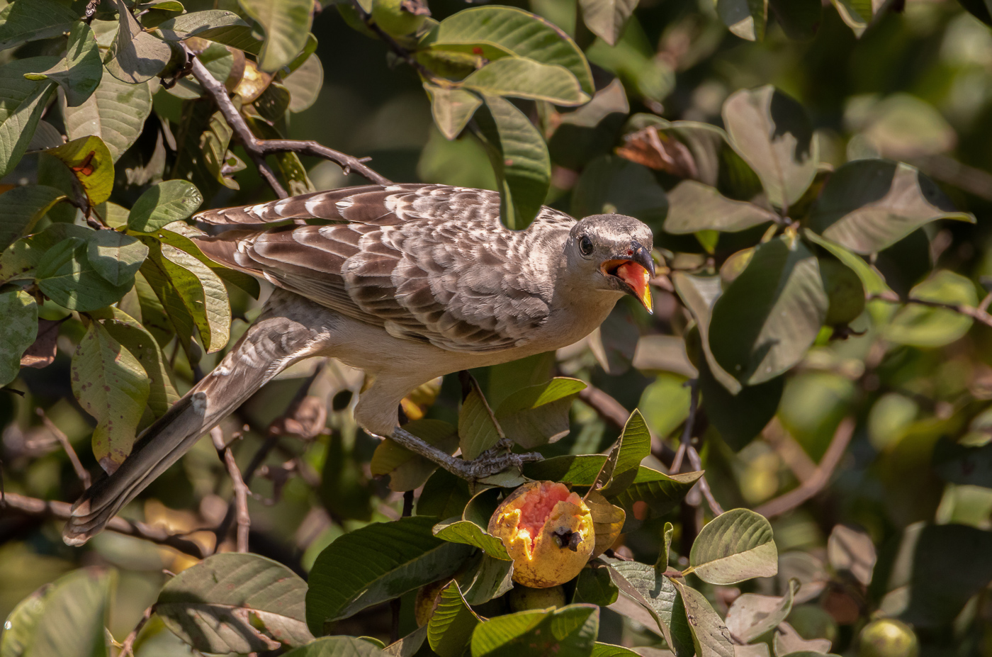 Great Bowerbird (Image ID 31630)