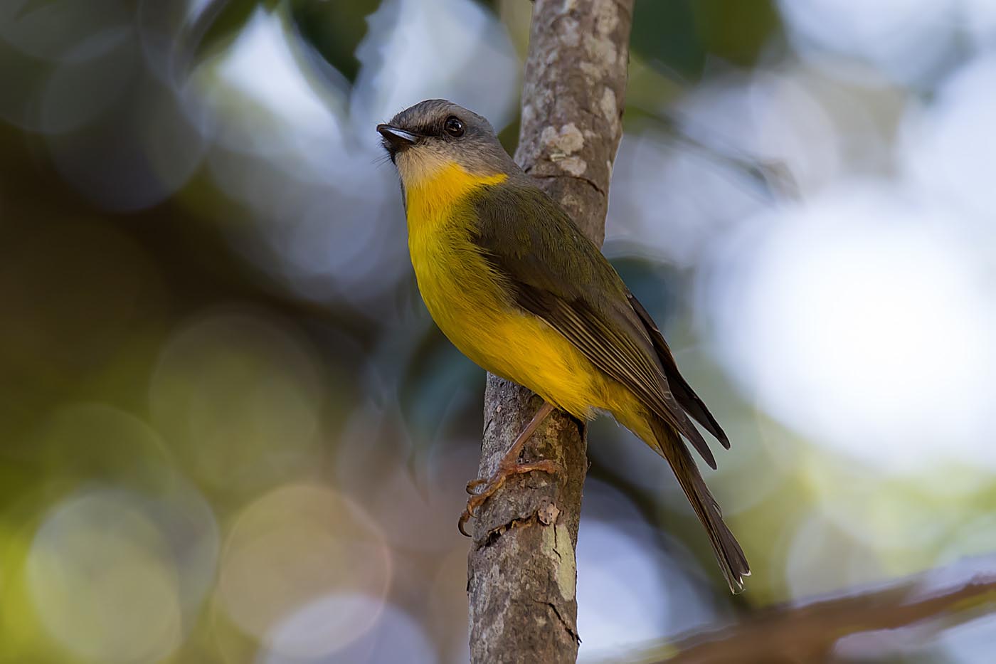 Eastern Yellow Robin (Image ID 31684)
