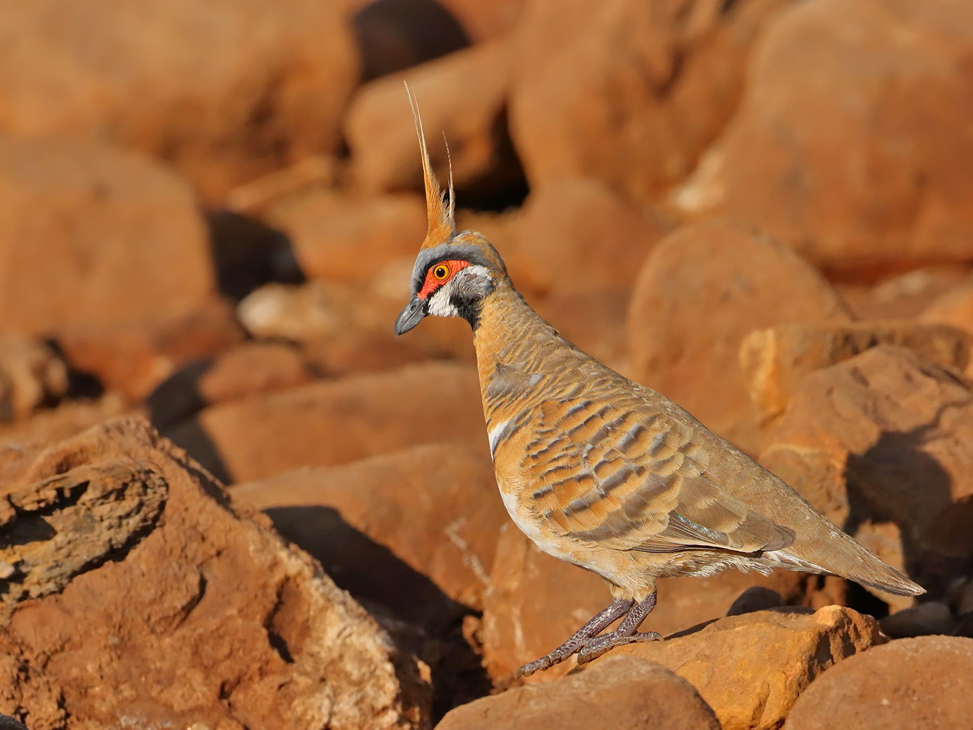 Spinifex Pigeon (Image ID 31831)