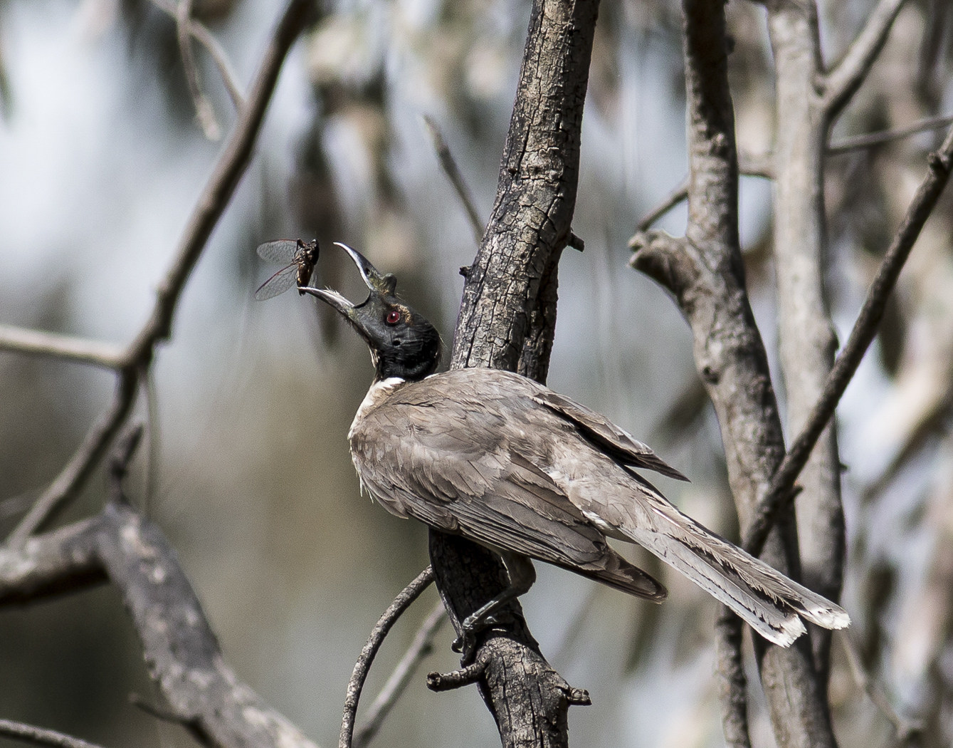 Noisy Friarbird (Image ID 32543)