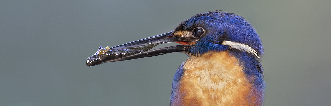 Azure Kingfisher (Image ID 46885)