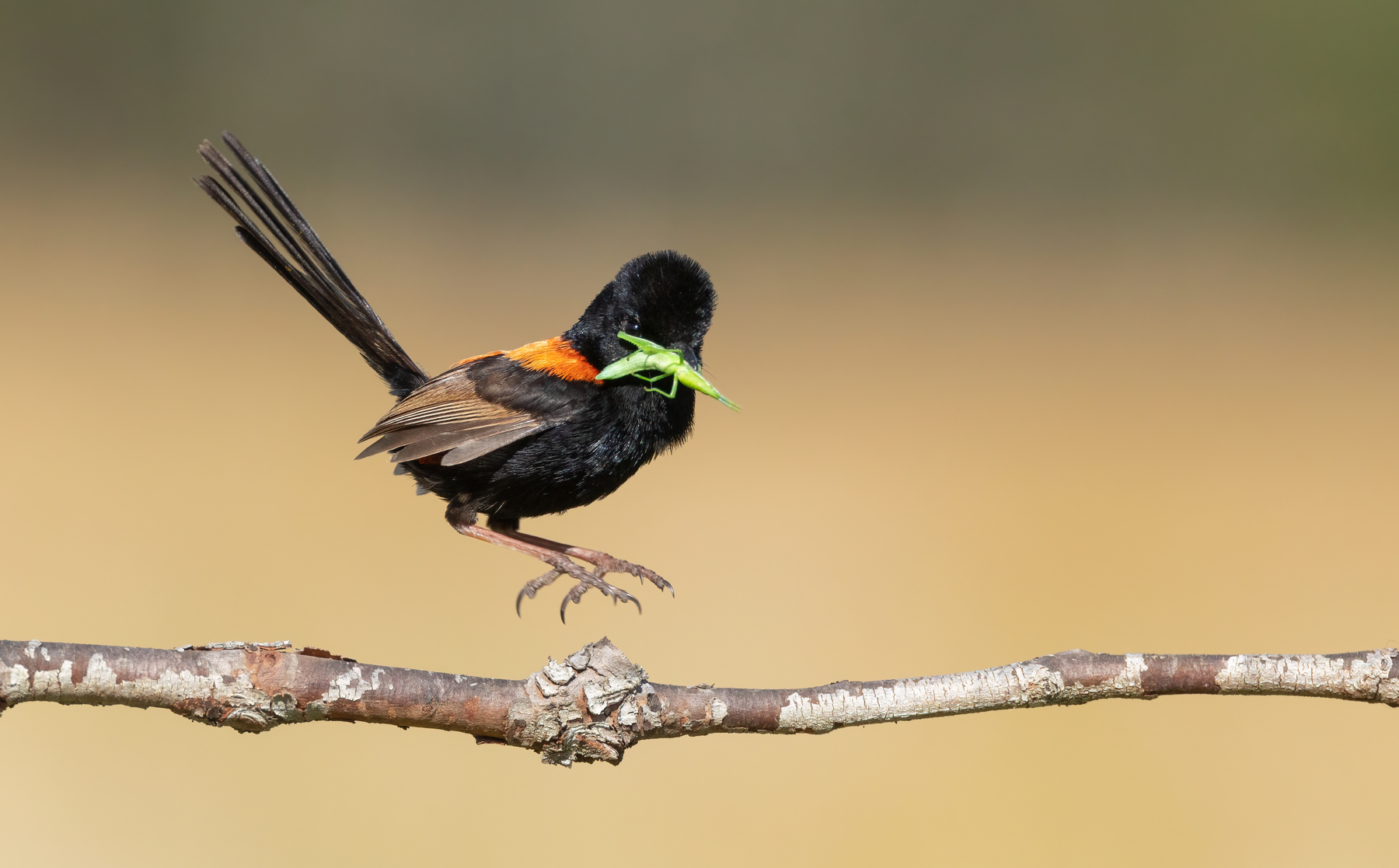Red-backed Fairy-wren (Image ID 48356)