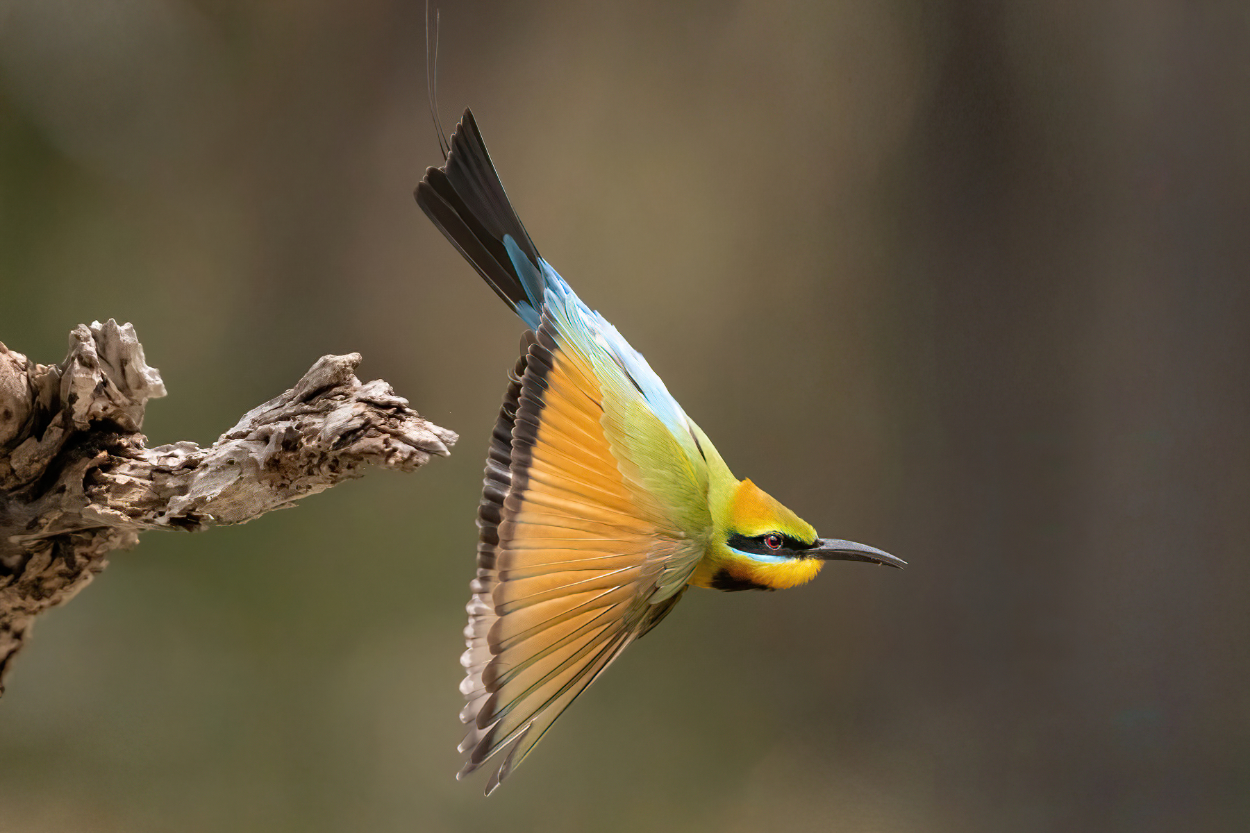 Rainbow Bee-eater (Image ID 50628)