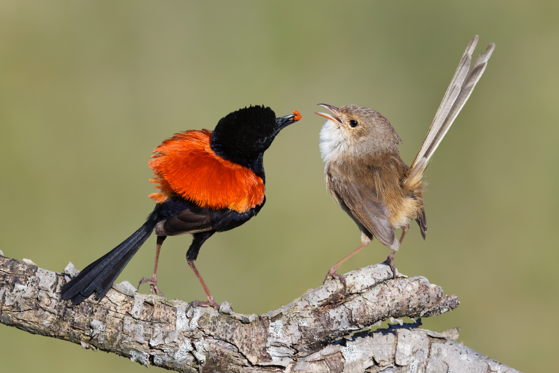 Red-backed Fairy-wren (Image ID 50837)