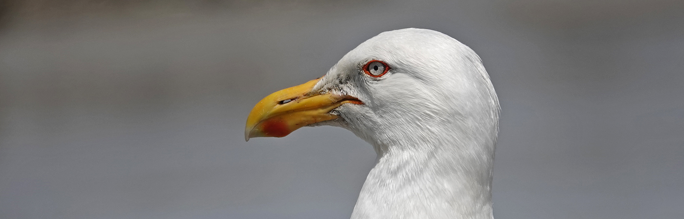 Kelp Gull (Image ID 51418)