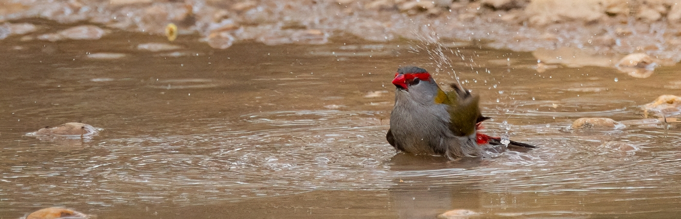 Red-browed Finch (Image ID 53162)
