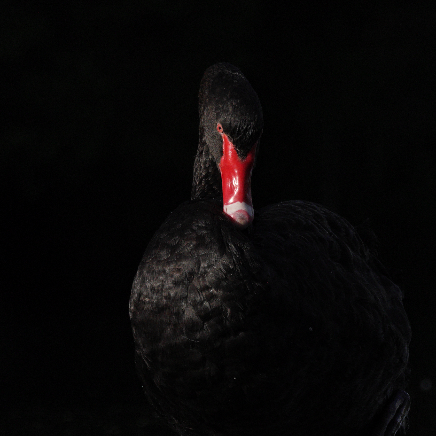 Black Swan (Image ID 61710)