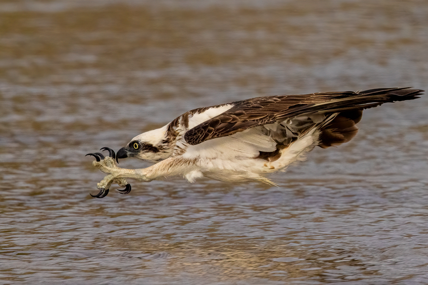 Osprey (Image ID 61579)
