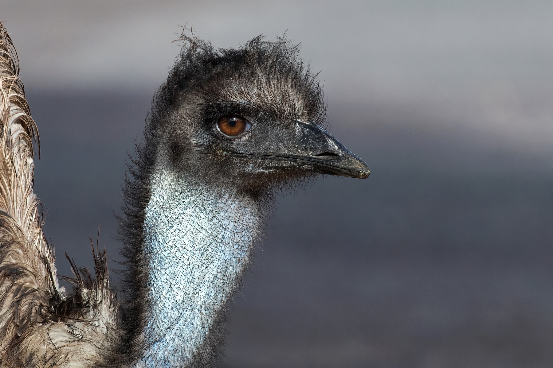 Emu (Image ID 61786)