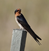 Welcome Swallow (Image ID 60222)