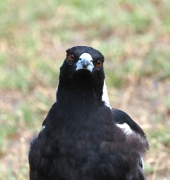 Australian Magpie (Image ID 61233)