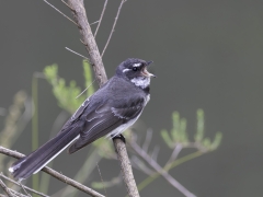 Grey Fantail (Image ID 61487)