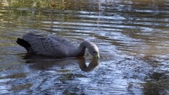 Cape Barren Goose (Image ID 61489)