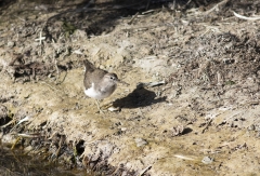 Common Sandpiper (Image ID 61541)