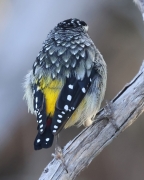Spotted Pardalote (Image ID 61652)