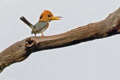 Yellow-billed Kingfisher (Image ID 61677)