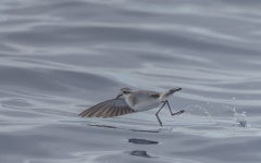 White-faced Storm-Petrel (Image ID 61575)