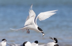 White-fronted Tern (Image ID 61689)