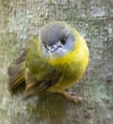 Pale-yellow Robin (Image ID 61690)