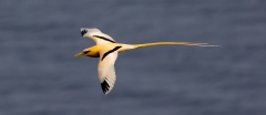 White-tailed Tropicbird (Image ID 61651)