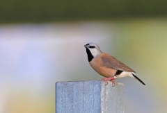 Black-throated Finch (Image ID 61354)