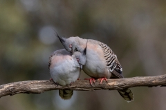 Crested Pigeon (Image ID 61422)