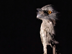 Tawny Frogmouth (Image ID 61535)