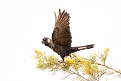 Carnaby's Black-Cockatoo (Image ID 61670)