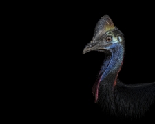 Southern Cassowary (Image ID 61645)