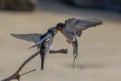 Welcome Swallow (Image ID 61705)