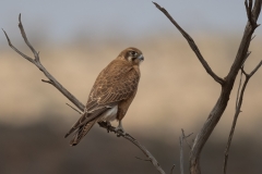 Brown Falcon (Image ID 61523)