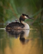 Great Crested Grebe (Image ID 61436)