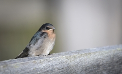 Welcome Swallow (Image ID 61547)