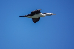 Great Pied Cormorant (Image ID 61767)