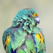 Mulga Parrot (Image ID 62038)