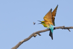 Rainbow Bee-eater (Image ID 61991)