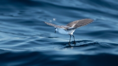 White-faced Storm-Petrel (Image ID 61887)