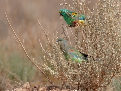 Mulga Parrot (Image ID 62080)