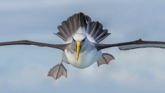 Buller's Albatross (Image ID 61964)