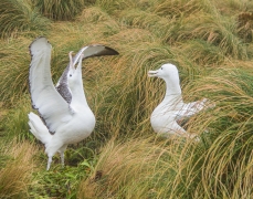Southern Royal Albatross (Image ID 61851)