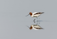 Red-necked Avocet (Image ID 61859)