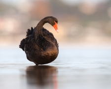 Black Swan (Image ID 62246)